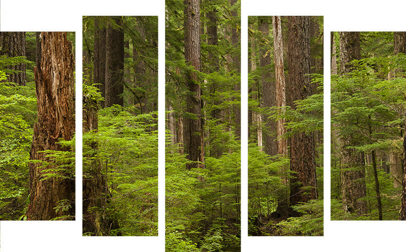 Hiking through Sol Duc Rainforest Split