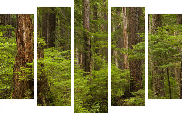 Hiking through Sol Duc Rainforest Split