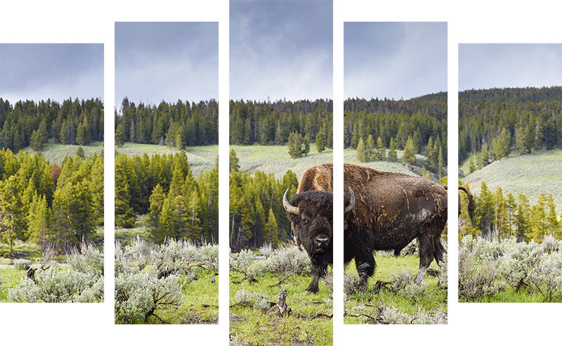 The American Bison Split