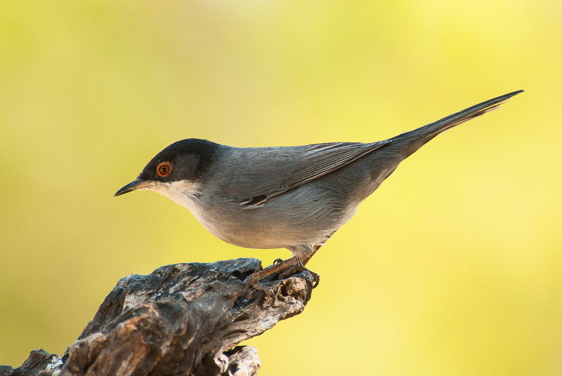 Sardinian Warbler