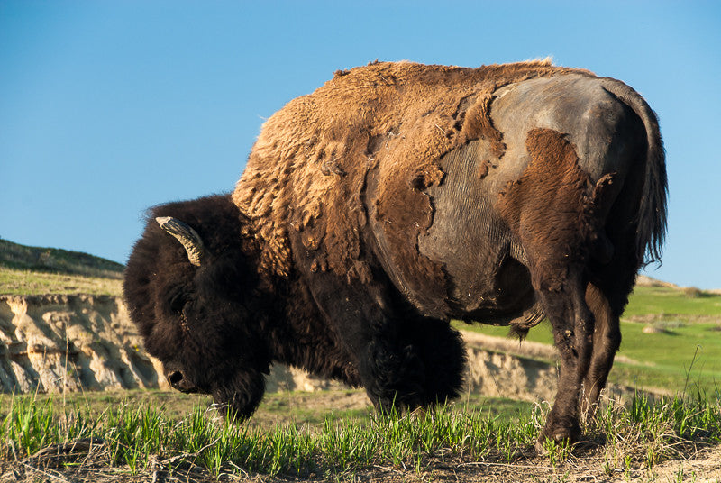Shedding Bison