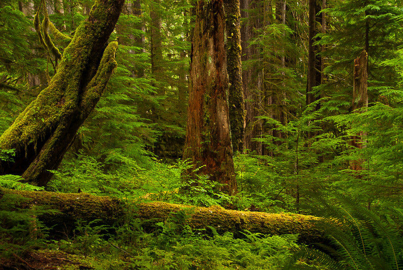 Sol Duc I