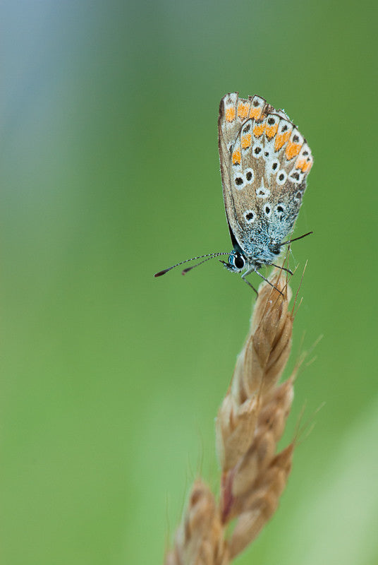 Southern Brown Argus II