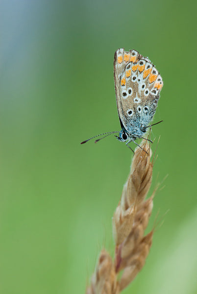 Southern Brown Argus II