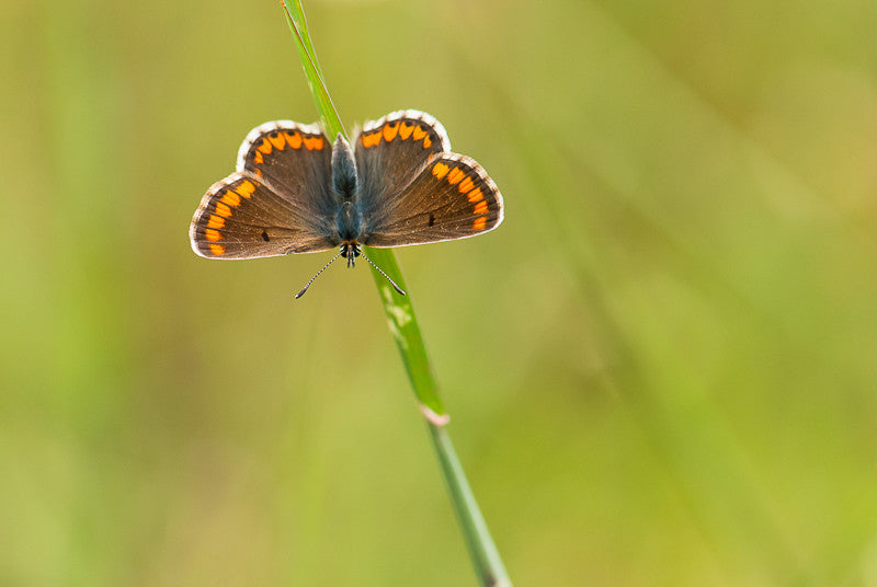 Southern Brown Argus I