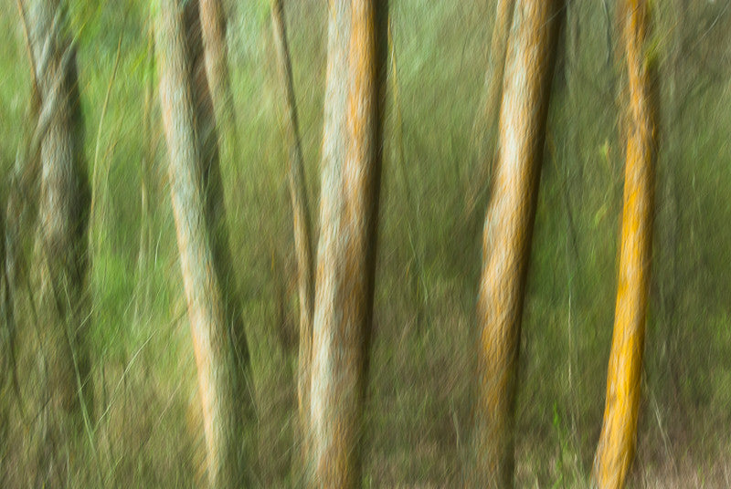 The Enchanted Forest