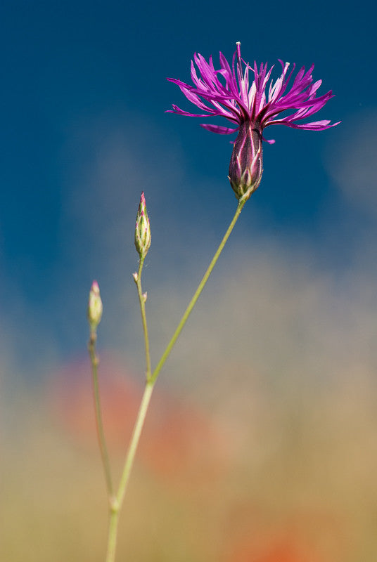 Topped Lavender