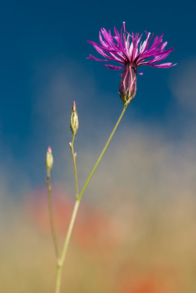 Topped Lavender
