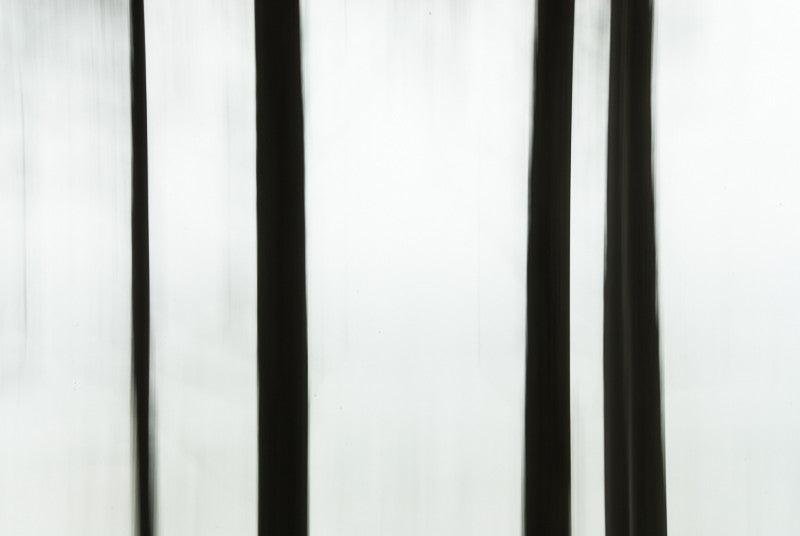 Trunks on White (IV)