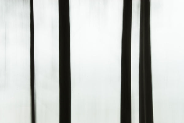 Trunks on White (IV)