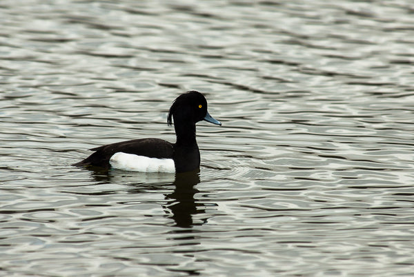 Tufted Duck