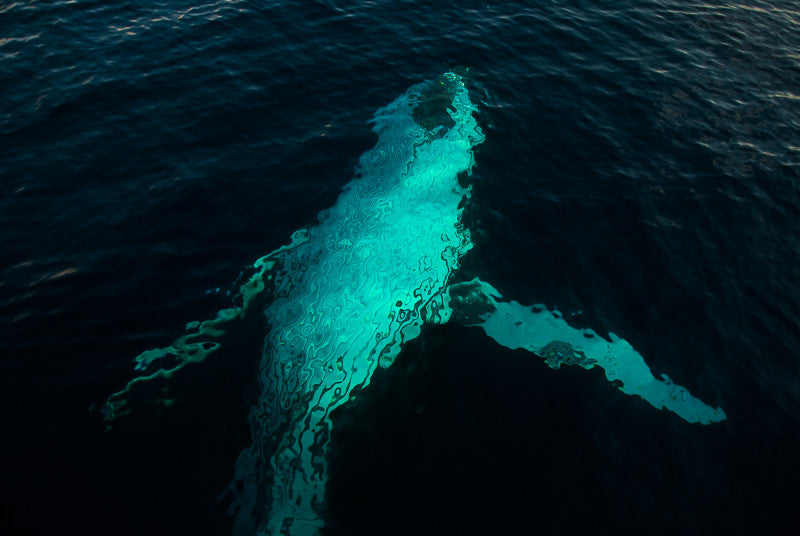 Whale Waltz